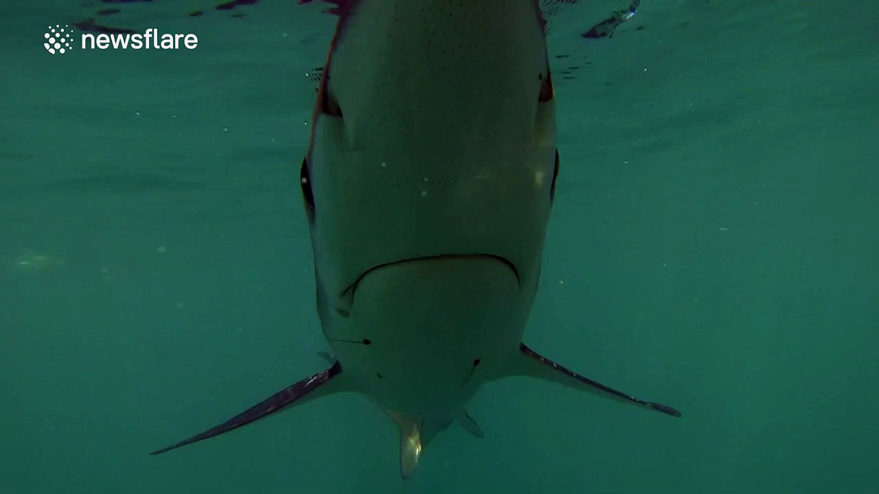 Curious blue shark encounter caught on camera