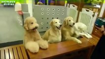 Chiens mignons prier avant de manger Compilation 2014 [HQ Vidéo]