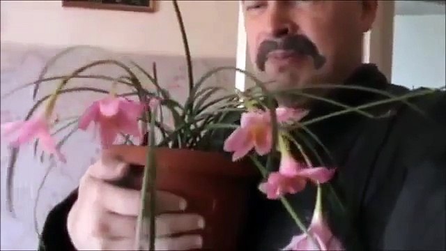 Короткометражный фильм Геннадия Горина ПРОВАЛ МУЖА 2015