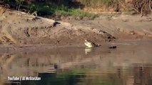 Oh shit! Massive Crocodile Caught Eating Another Crocodile!