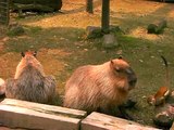Un petit Singe embête un Capybara inoffensif dans un Zoo Japonais