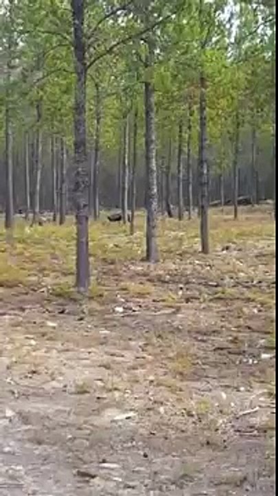 Man Catches Huge Wolf Attack Dog on Camera!