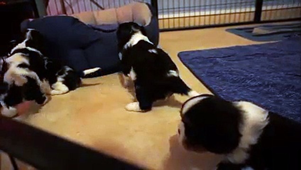 JEUX DE CHIOTS