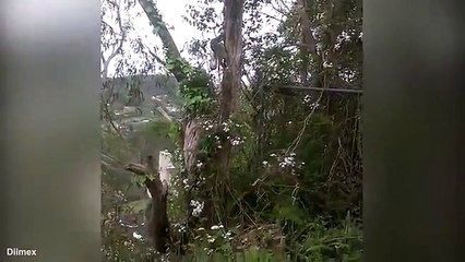 Python eats a possum while hanging from the tree!