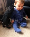 Adorable overload! Baby and pups