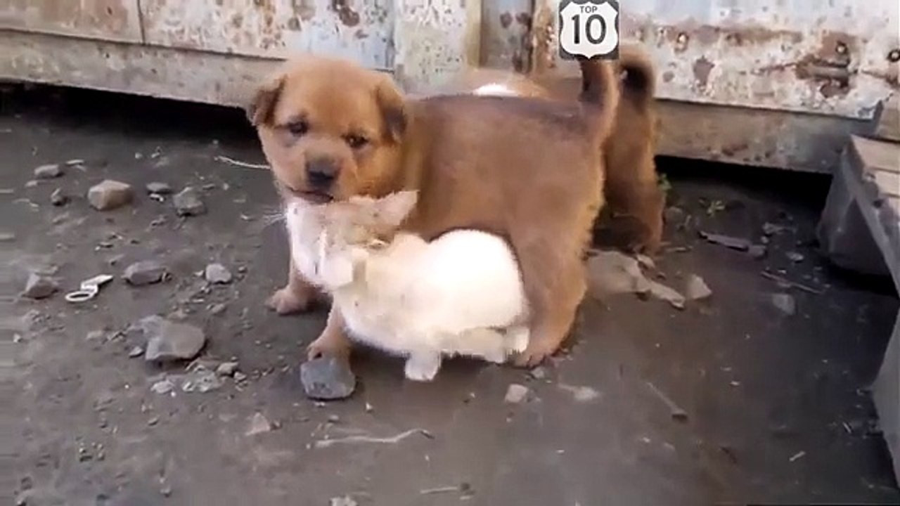 Yavru yavru ile tanışmış. Komik yavru ve iki komik köpek yavrusu