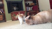 Bir yavru ve büyük bir köpek. Büyük bir köpekle oynamaya Komik kedi yavrusu