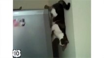 Kedi Örümcek. Duvar ve buzdolabı arasındaki komik kedi