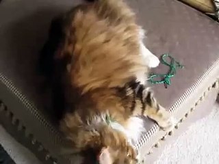 Kedi şarkıcı. Maine Coon Cat hostes ile şarkı söylüyor