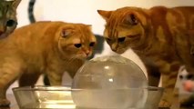 Kediler ve buz topu. Buz topu Komik kediler, kedi ve yavru kedi