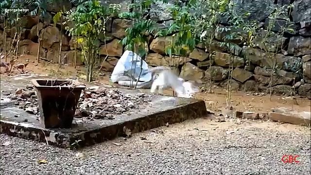 Kedi Igrunov. Bir yavru kedi komik kedi aptal çalış