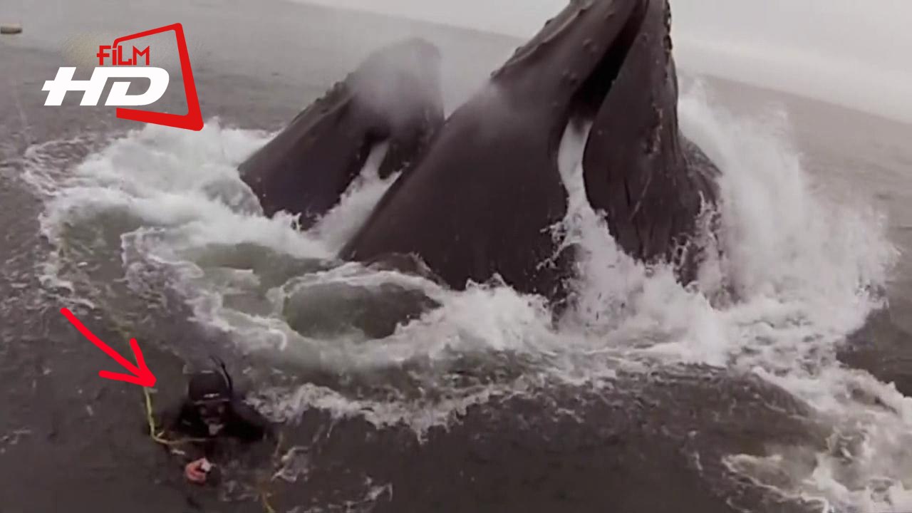 Это невероятно. Два гигантских кита чуть не проглотили дайверов / На волосок от гибели