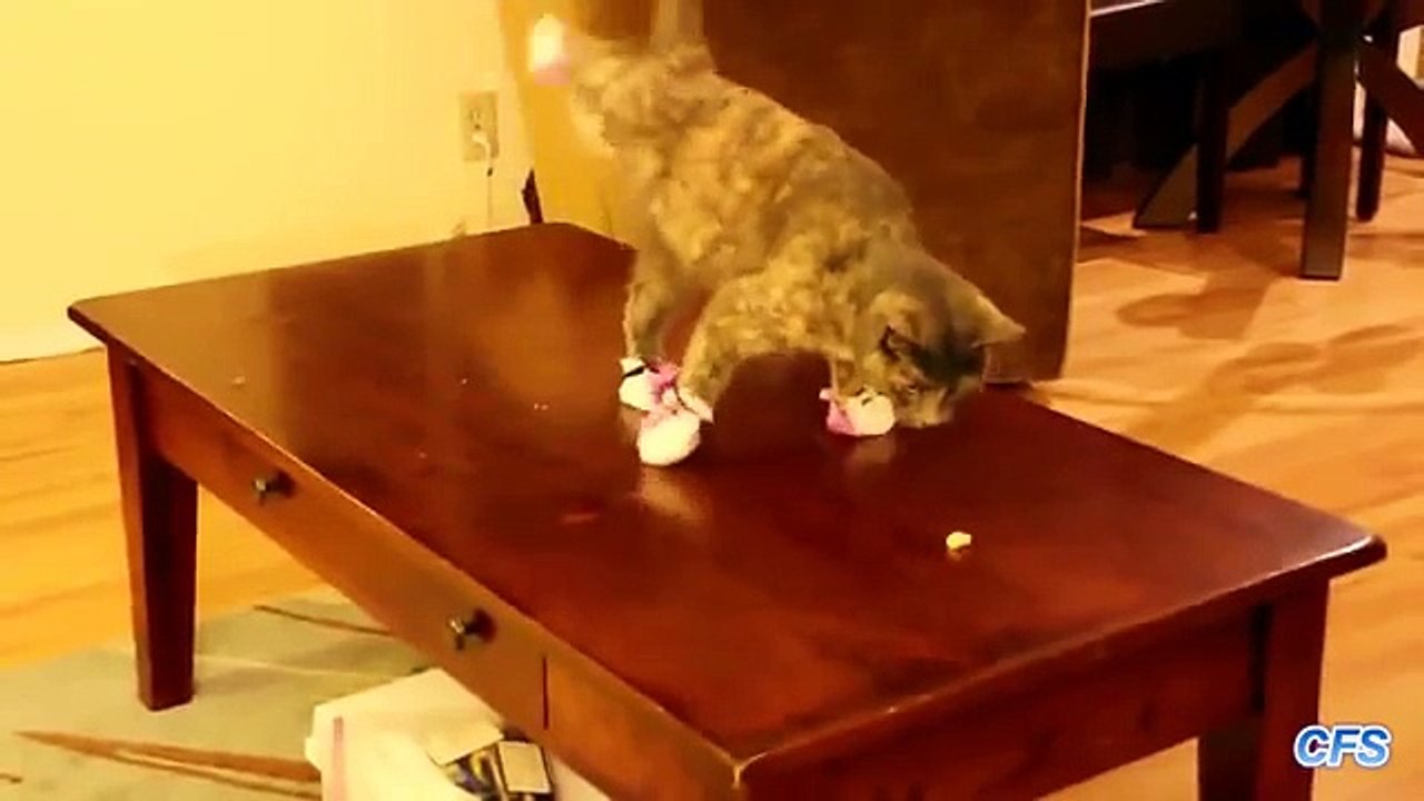 Kediler çorap giymek. Çorap Komik kediler