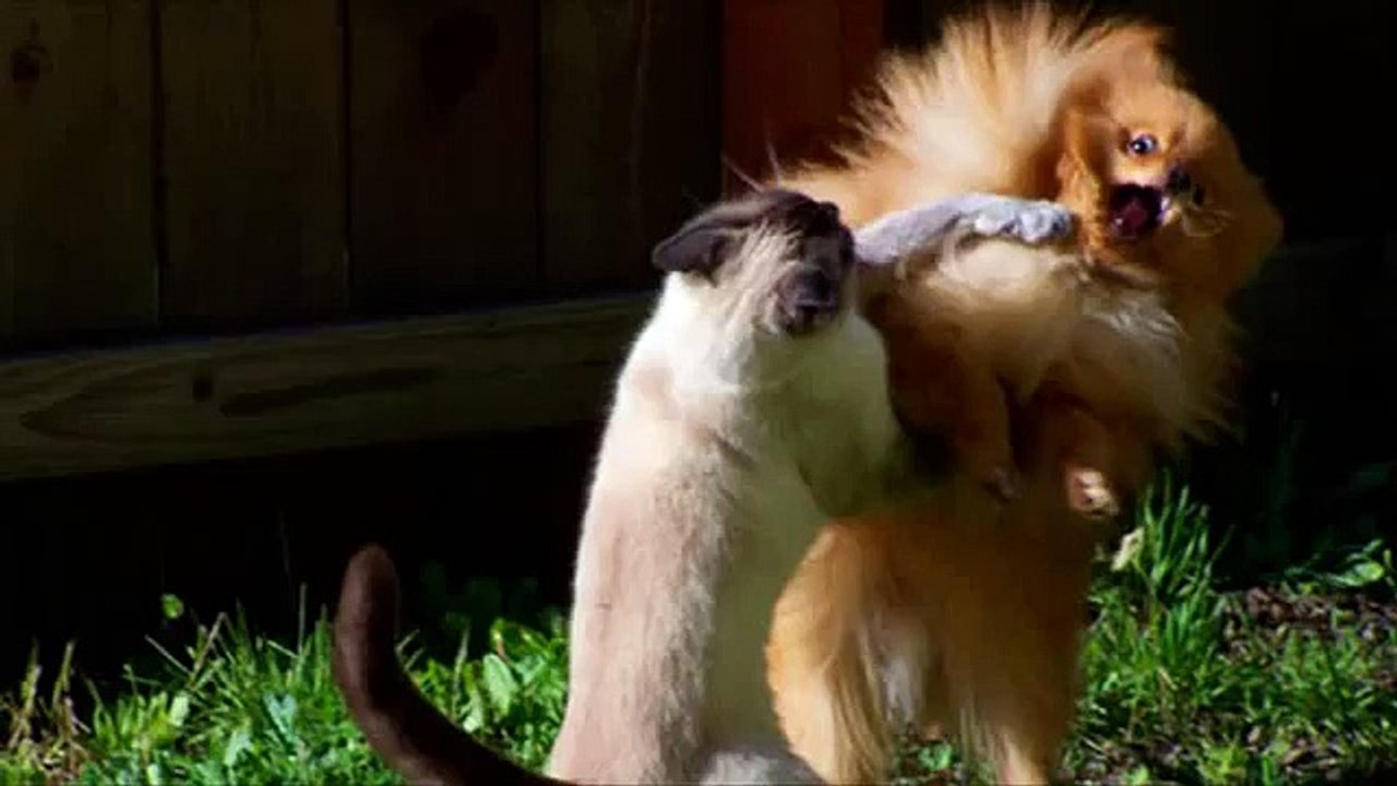 Kediler köpekler kazandı. Komik kedi ve köpekler