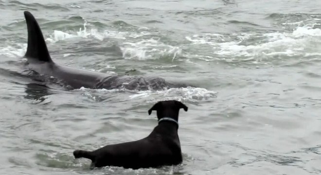 Касатка приняла собаку за тюленя