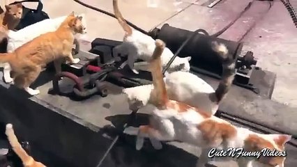 Cat Island. Gatos engraçados vivem na ilha