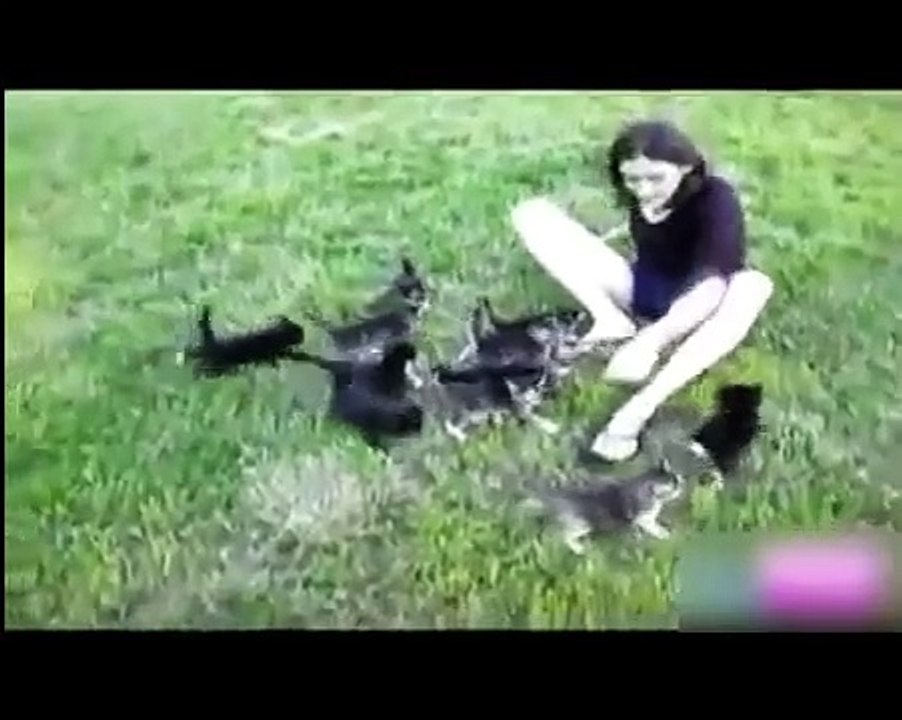 Divertimento do gato. gatos engraçados