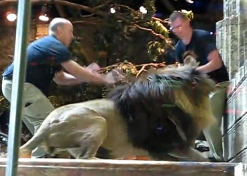 Львица спасла человека от льва. Огромный лев напал на работника отеля / Невероятные кадры