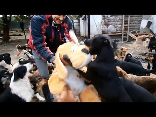 il sauve 450 chiens abandonnees
