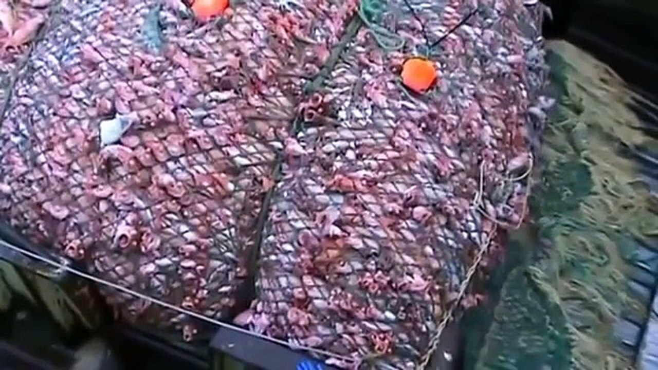 Commercial fishing