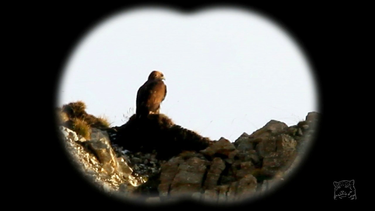 Aigle doré face au couchant cuivré