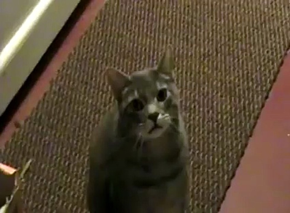 Konuşan Kedi Şaşırttı