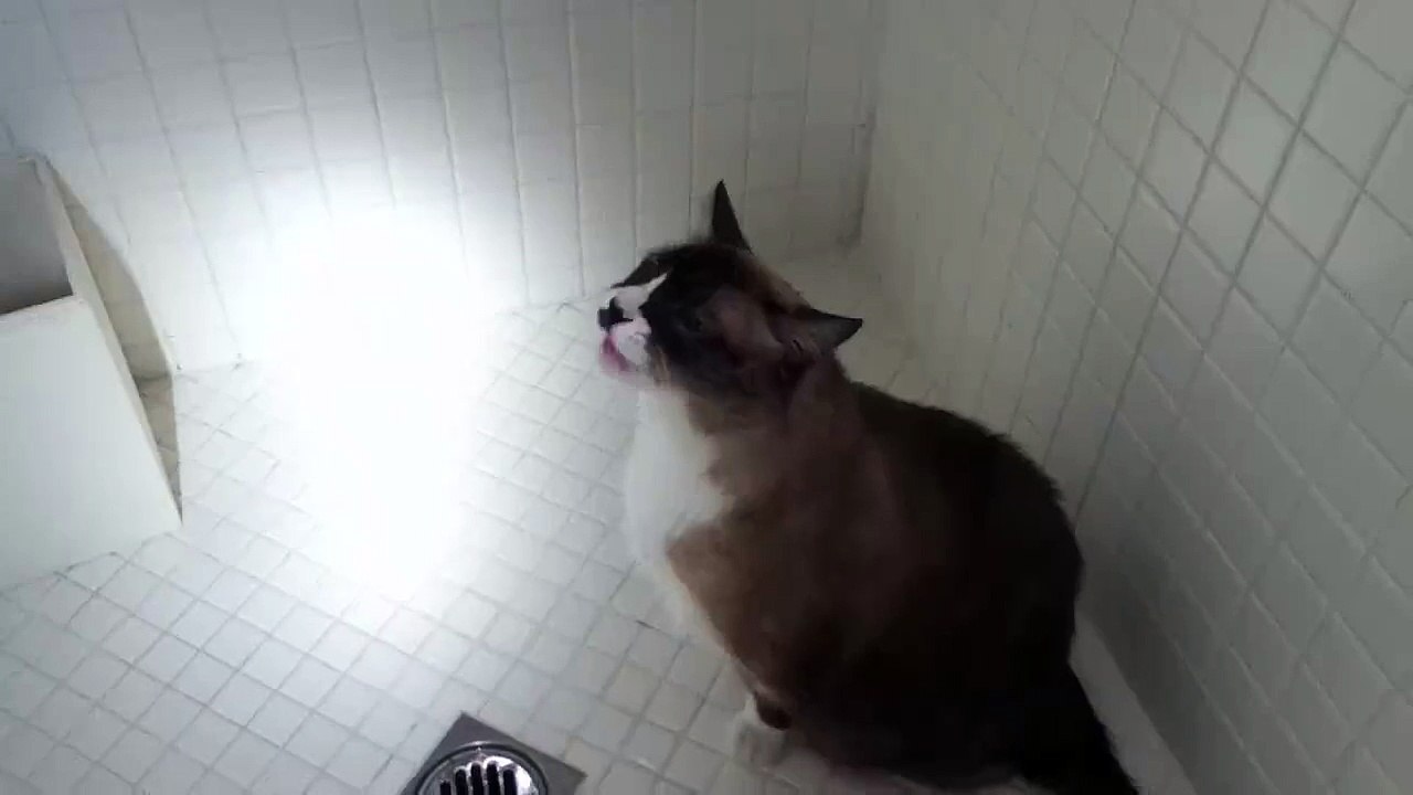 Kedi Duş Mu Alıyor