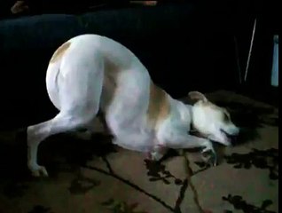 Rüya Gören Uykucu Köpek