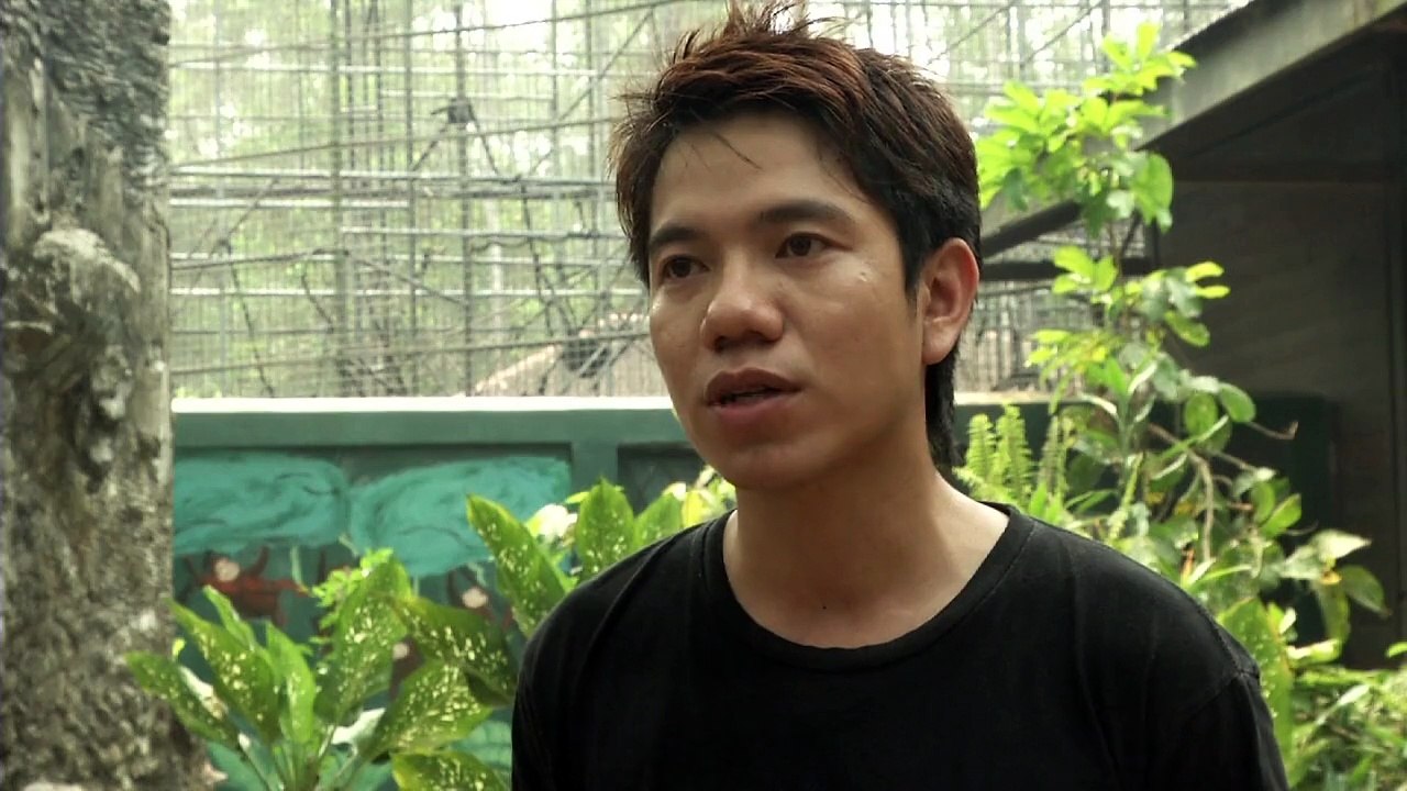 Orang-Utans durch Waldbrände in Indonesien gefährdet