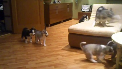 Веселая хаски-мама