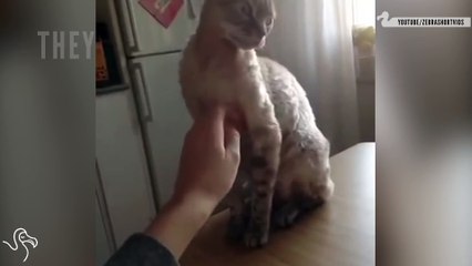 5 Ways To Tell If Your Cat Hates You