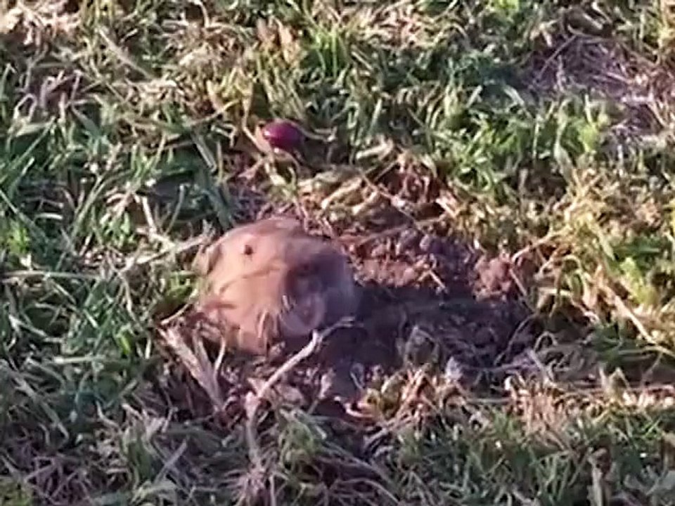Des animaux qui volent des friandises - Compilation hilarante