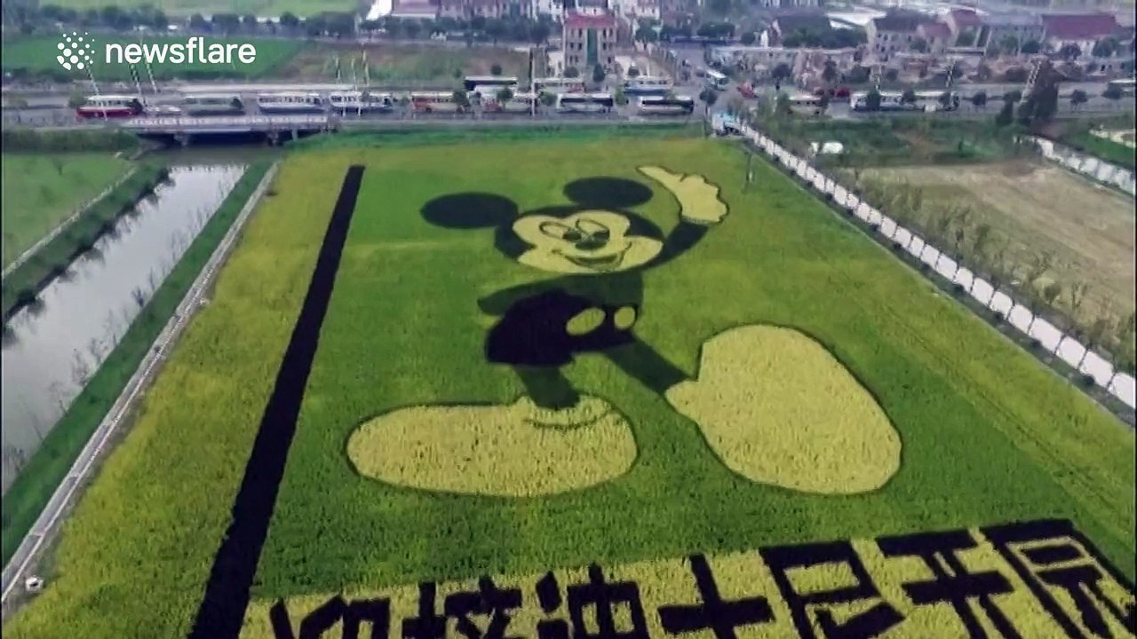 Footage of Mickey Mouse farmland in China