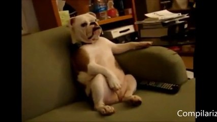 Animals behaving like humans