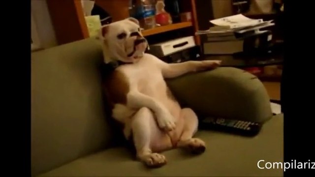 Animals behaving like humans