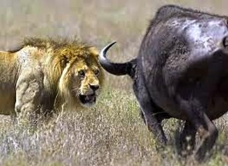 تبدیلی آ گئی ہے۔ Tabdeeli Agei hey, Ox Cow beats Defeated Lion