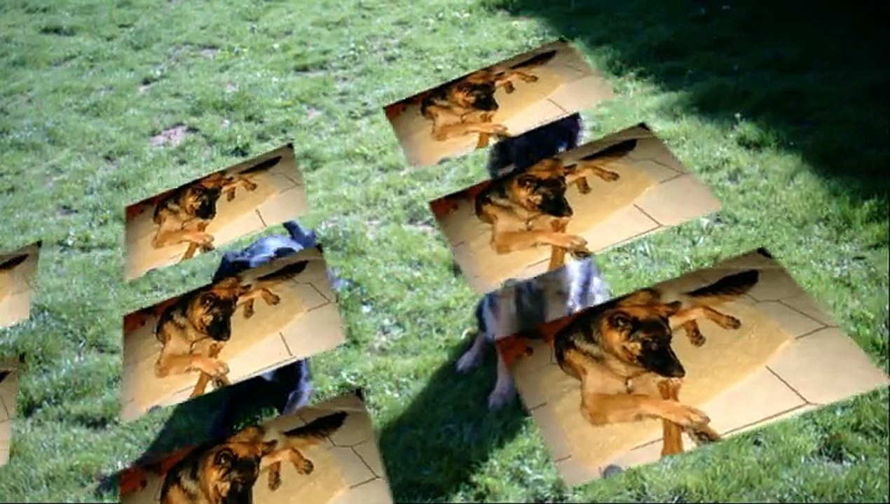 mes amours mes chiens