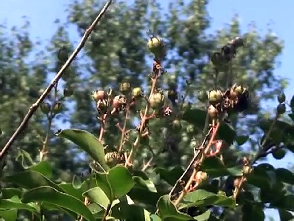 Tree Health & Best Practices