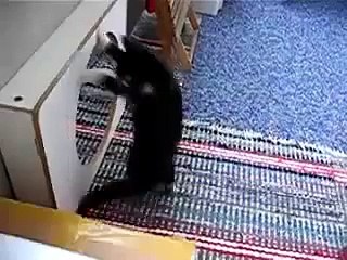 Gato Ataca Al Espejo! ★ Gato divertido gato chistoso gato tierno loco risa humor