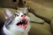 Gato Canta! ★ Gato divertido gato chistoso gato tierno loco risa humor