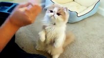 Gato Come Con Palos Chinos ★ humor gatos - video divertido gatos chistosos risa gato