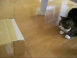 Gato Completamente Loco! ★ humor gatos - video divertido gatos chistosos risa gato