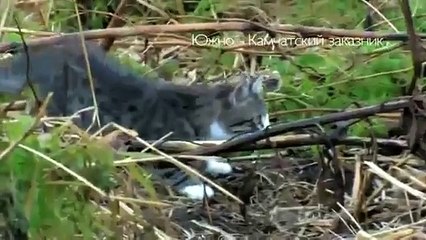 Gato Contra Zorro! ★ Gato divertido gato chistoso gato tierno loco risa humor