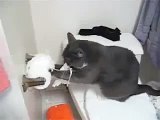 Gato Destroza El Papel De Baño! ★ Gato divertido gato chistoso gato tierno loco risa humor
