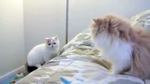 Gato Feliz De Saludar A Su Nuevo Amigo ★ humor gatos - video divertido gatos chistosos risa gato