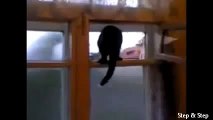 Gato Ladra Como Perro! ★ Gato divertido gato chistoso gato tierno loco risa humor