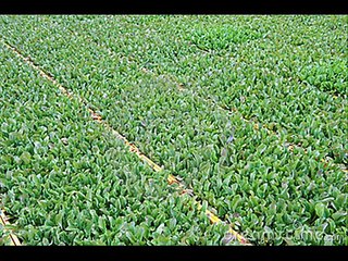 GOBHI MEIN WEED CONTROL DR.ASHRAF SAHIBZADA