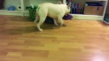 French Bulldog reluctanlty trades toys for treats