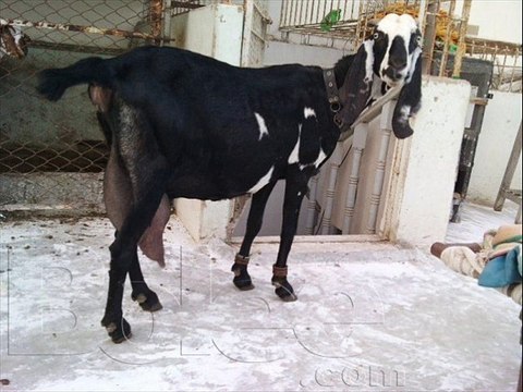 Bakri doodh k liye kon se Dr.Ashraf Sahibzada