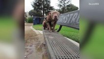 Blind dog left on a park bench learns what love feels like